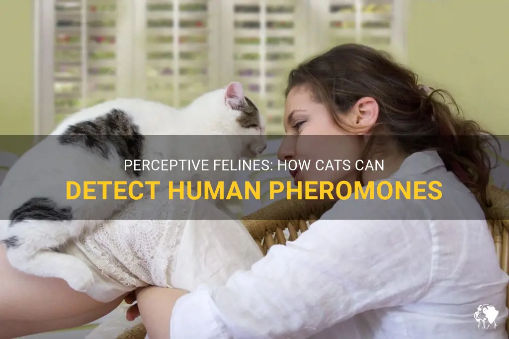 can cats smell human pheromones
