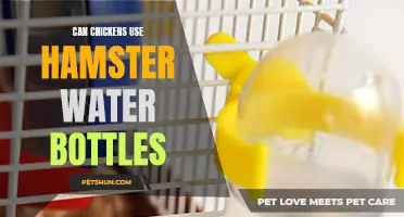 Exploring the Feasibility: Can Chickens Safely Use Hamster Water Bottles?