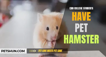 How College Students can Enjoy the Company of a Pet Hamster
