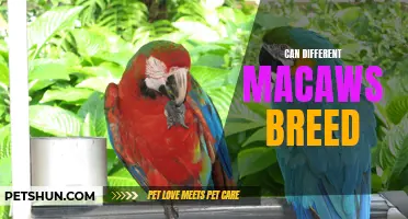 Exploring the Possibilities: Can Different Macaws Interbreed?