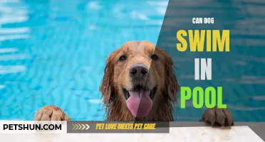Doggy Paddle: Can Your Furry Friend Swim in the Pool?