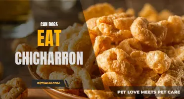 Can Dogs Safely Consume Chicharron: A Pet Owner's Guide