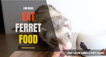 Dogs and Ferret Food: Is it Safe for Canines to Consume?