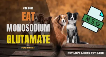 Can Dogs Consume Monosodium Glutamate Safely?