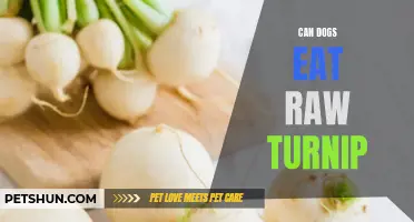 Raw Turnips for Dogs: Safe or Dangerous?
