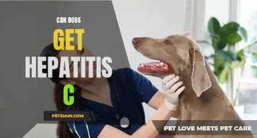Dogs and Hepatitis C: Is there a Risk?