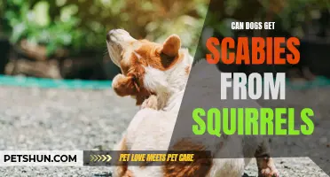 Can Dogs Contract Scabies from Squirrels: What You Need to Know