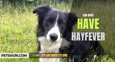 Do Dogs Suffer from Hay Fever too?