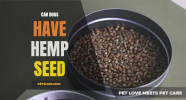 Dogs and Hemp Seed: Canine Health Benefits and Risks