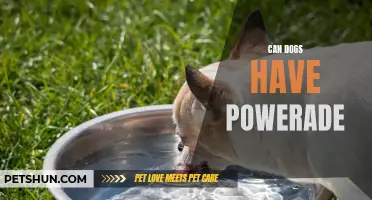 Can Dogs Drink Powerade Safely?