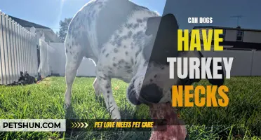 Dogs and Turkey Neck: Safe to Feed?