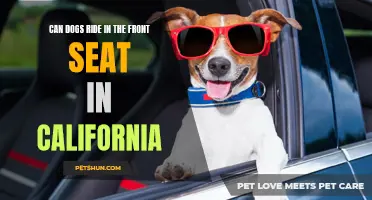 California Laws on Dogs Riding in the Front Seat