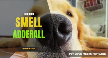 Dogs' ability to detect Adderall: a sniffing success