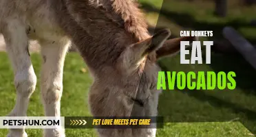 Can Donkeys Safely Consume Avocados? Exploring the Diet of these Hardy Animals