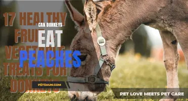 Can Donkeys Eat Peaches? Here's What You Need to Know