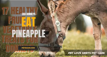 Exploring the Diet of Donkeys: Can Donkeys Safely Consume Pineapple?