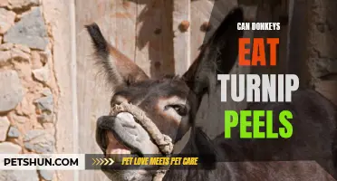 Can Donkeys Eat Turnip Peels? Everything You Need to Know