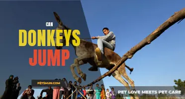 Can Donkeys Jump? Unraveling the Myth of Donkeys' Hopping Abilities