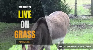 Can Donkeys Live on Grass as Their Main Diet?