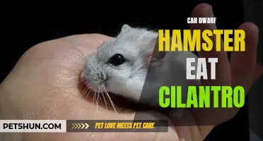 Can Dwarf Hamsters Eat Cilantro? Here's What You Need to Know