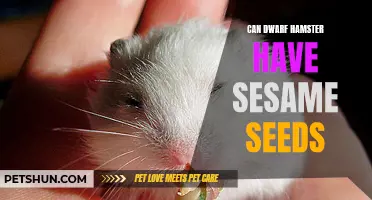 Discover Whether Dwarf Hamsters Can Safely Consume Sesame Seeds