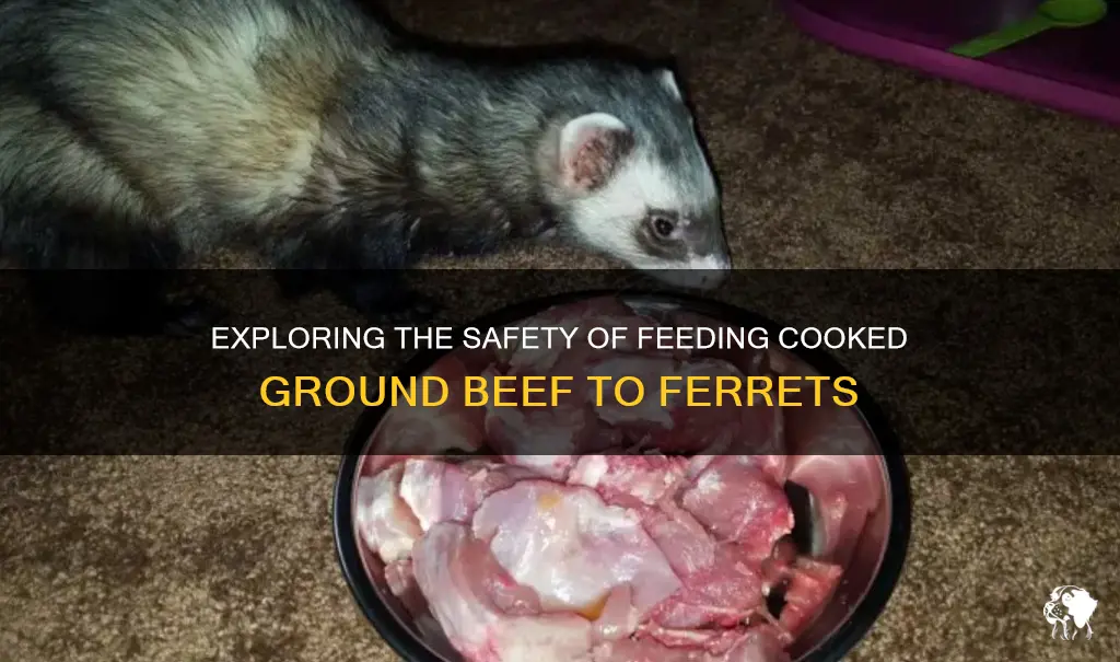 Exploring The Safety Of Feeding Cooked Ground Beef To Ferrets | PetShun