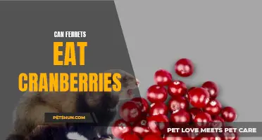 The Surprising Answer to Whether Ferrets Can Eat Cranberries