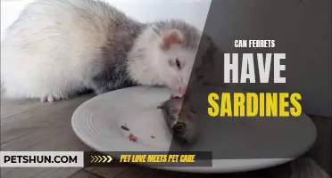 Exploring the Benefits and Risks: Can Ferrets Safely Enjoy Sardines in Their Diet?