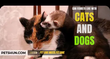 Living in Harmony: Can Ferrets Coexist with Cats and Dogs?