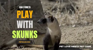 Are Ferrets Compatible with Skunks for Playtime?