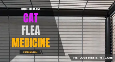 Can Ferrets Safely Use Cat Flea Medicine?