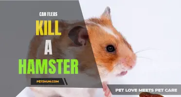 Can Fleas Pose a Threat to Hamsters?