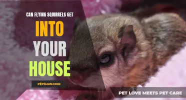 Exploring the Intriguing Possibility: Flying Squirrels Entering Your Home
