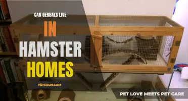 Exploring the Compatibility: Can Gerbils Find a Home in Hamster Homes