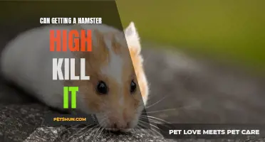 The  Harmful Effects of Getting a Hamster High: Can it Be Fatal?