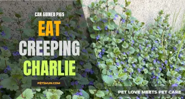 Exploring the Safety of Creeping Charlie for Guinea Pigs: Can They Eat It?