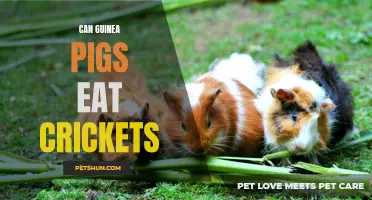 Is It Safe for Guinea Pigs to Eat Crickets?