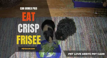 Exploring the Safety of Feeding Crisp Frisee to Guinea Pigs: What You Need to Know
