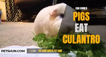 Can Guinea Pigs Eat Culantro? A Guide to Feeding Your Pet Guinea Pig