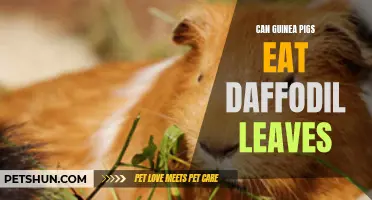 Can Guinea Pigs Safely Consume Daffodil Leaves?