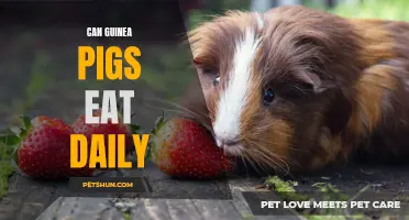 Can Guinea Pigs Eat Food Daily? A Guide to Their Daily Diet Needs