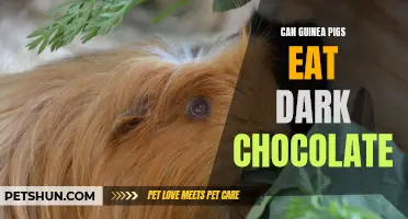 Is Dark Chocolate Safe for Guinea Pigs to Eat?