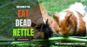 Can Guinea Pigs Safely Consume Dead Nettle?