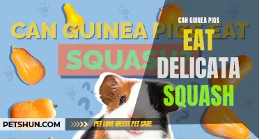 Can Guinea Pigs Eat Delicata Squash? A Guide to Feeding Your Furry Friend