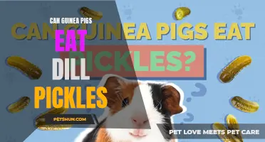 Can Guinea Pigs Safely Enjoy Dill Pickles as a Treat?