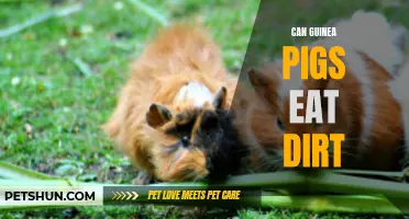 Can Guinea Pigs Safely Eat Dirt? Here's What You Need to Know