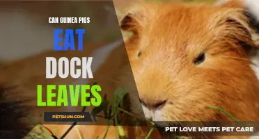 Can Guinea Pigs Safely Consume Dock Leaves?