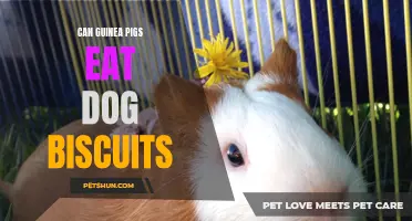 Can Guinea Pigs Eat Dog Biscuits? A Nutritional Guide