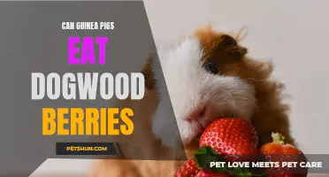 Can Guinea Pigs Safely Eat Dogwood Berries?