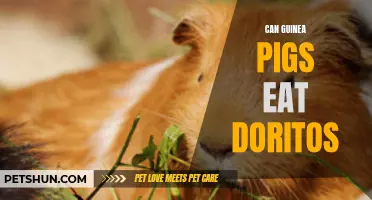 Can Guinea Pigs Eat Doritos: A Comprehensive Guide